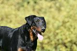 BEAUCERON 966